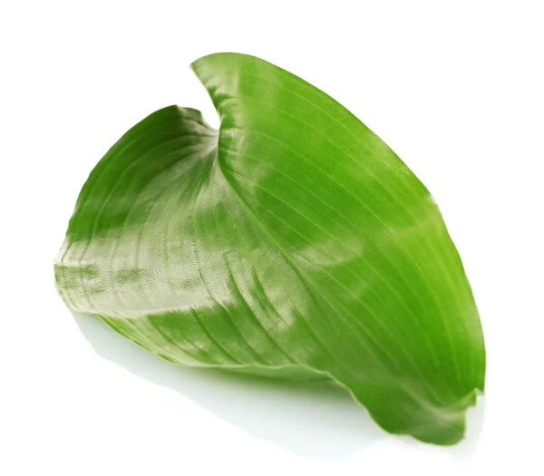 Grünes Blatt isoliert auf weißem Hintergrund Nahaufnahme — Stockfoto