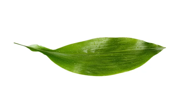 Hoja verde húmeda aislada en blanco —  Fotos de Stock