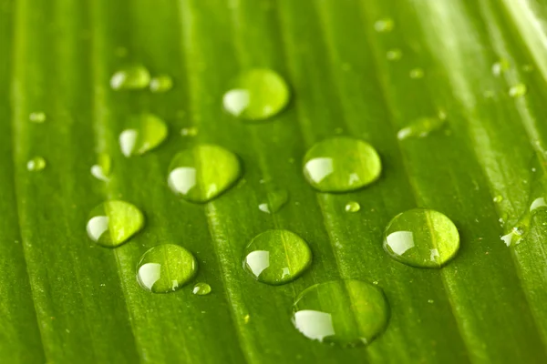 Bella foglia verde con gocce d'acqua primo piano — Foto Stock