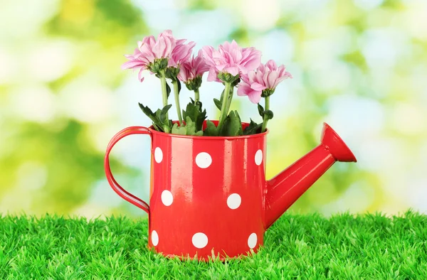 Colorful chrysanthemums in red watering can with white polka dot on green b — Stock Photo, Image