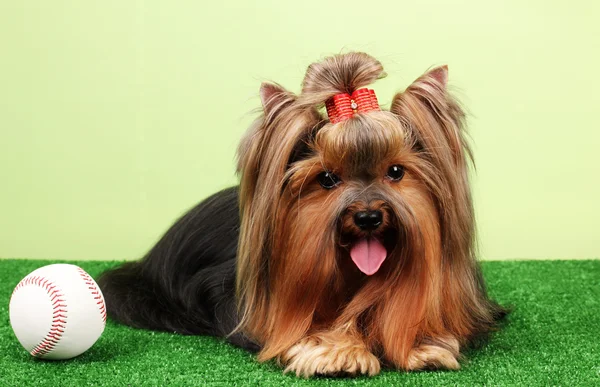 多彩背景上的草地上的美丽约克夏犬 — 图库照片