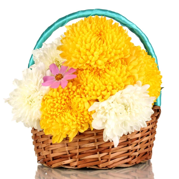 Beautiful chrysanthemum in basket isolated on white — Stock Photo, Image