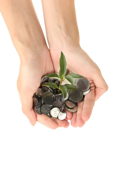 Woman's hands are holding a money tree on white background close-up — Stock Photo, Image