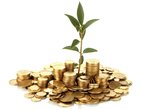 Plant growing out of gold coins isolated on white — Stock Photo, Image