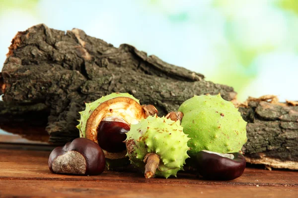 Green chestnuts and bark, on green background — Stock Photo, Image