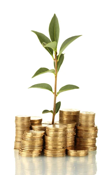 Plant growing out of gold coins isolated on white — Stock Image Plant growing out of gold coins isolated on white Stock Picture