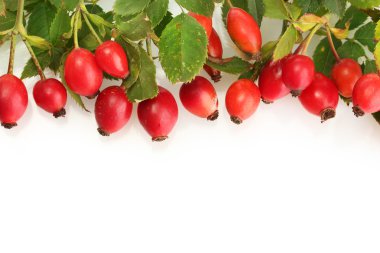 Olgun kalça gül dalı yapraklarla üzerine beyaz izole