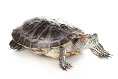 beyaz izole kırmızı kulak kaplumbağa