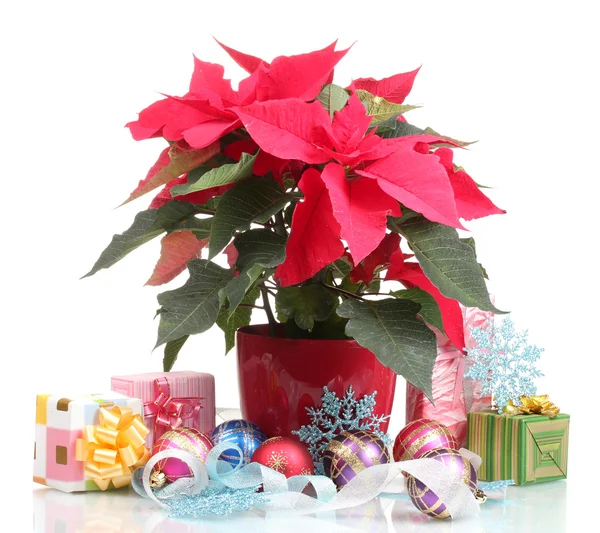 Hermosa poinsettia con bolas de Navidad y regalos aislados en blanco — Foto de Stock