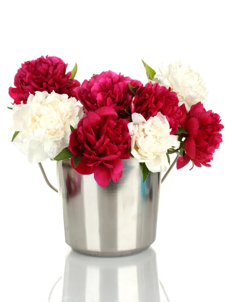 Mooie roze en witte pioenrozen in emmer geïsoleerd op wit — Stockfoto