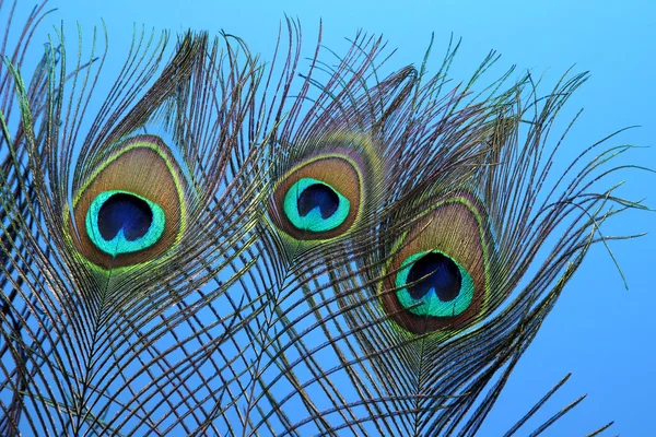 Peacock feathers on blue background — Stock Photo, Image