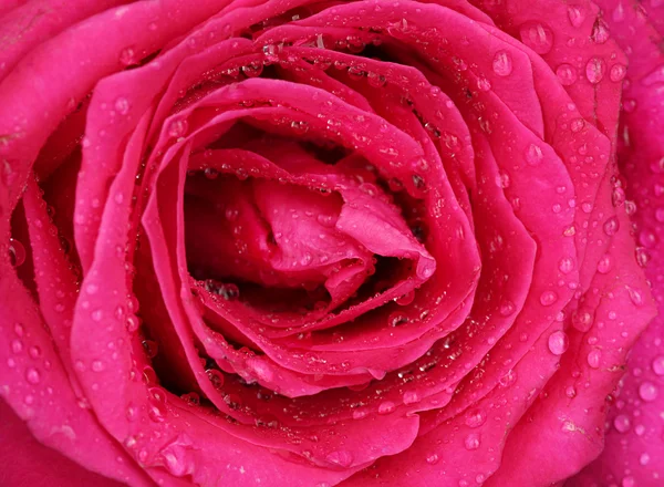 Schöne rosa Rose Nahaufnahme — Stockfoto