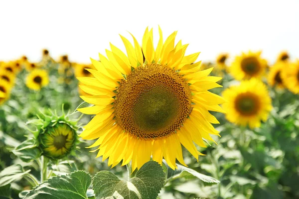 Champ de tournesol — Photo