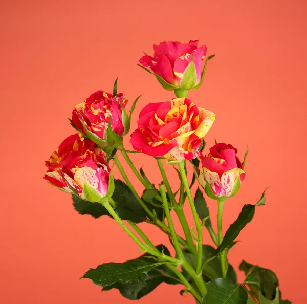 Belas rosas vermelho-amarelas no fundo vermelho close-up — Fotografia de Stock