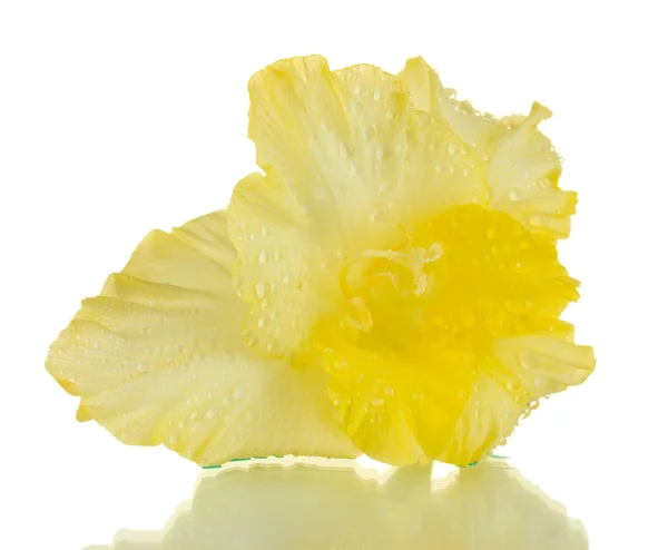 Vackra knopp av gula gladiolus isolerad på vit närbild — Stockfoto