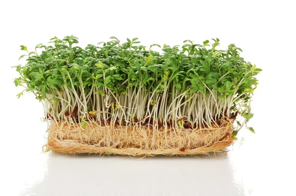 Fresh cress salad isolated on white — Stock Photo, Image