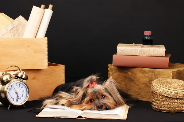 Beautiful yorkshire terrier surrounded by antiques on black background — Stock Photo, Image