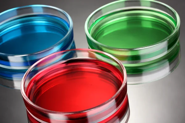 Färg vätska i petriskålar på grå bakgrund — Stockfoto