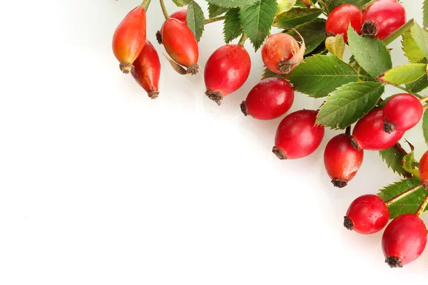 Reife Hüftrosen am Zweig mit Blättern, isoliert auf weiß — Stockfoto