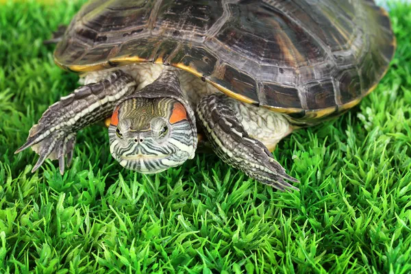 Tortuga oreja roja sobre hierba —  Fotos de Stock