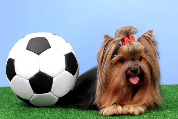 Beautiful yorkshire terrier with football on grass on colorful background Stock Image