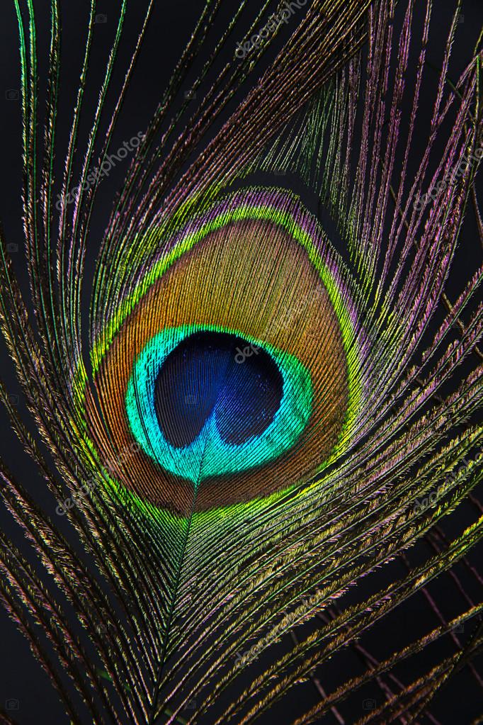 Peacock feather on black background Stock Photo by ©belchonock 12844104 Peacock feather on black background Stock Photo by ©belchonock 12844104
