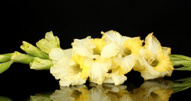 arka plan siyah yakın çekim üzerinde sarı Glayöl Şubesi