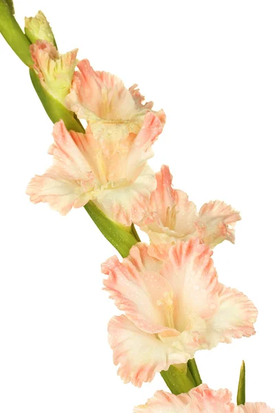 Gren av blek rosa gladiolus på vit bakgrund närbild — Stockfoto
