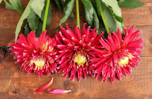 Hermosas dalias rojas sobre fondo de madera de cerca —  Fotos de Stock