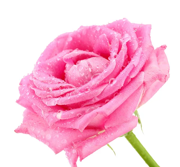 Roze roos met druppels geïsoleerd op wit — Stockfoto