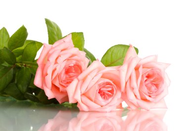 pembe Gül beyaz izole