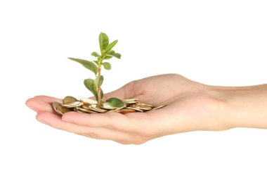 kadın eli beyaz arka plan yakın çekim bir para ağacı tutuyorsun