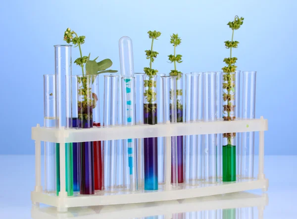 Test-tubes with a colorful solution and the plant on blue background close- — Stock Photo, Image