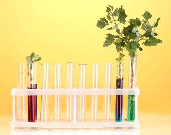 Test-tubes with a colorful solution and the plant on yellow background clos — Stock Photo, Image