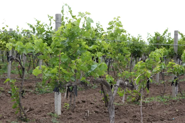 Unga vingård — Stockfoto
