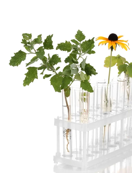 Tubos de ensaio com uma solução transparente e a planta isolada nas costas brancas — Fotografia de Stock