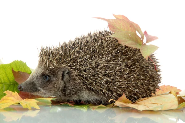 Hedgehog on autumn leaves, isolated on white — Stock Photo, Image