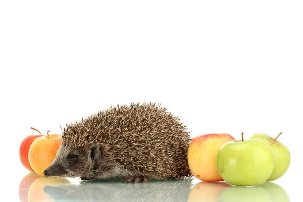 Hedgehog and apples, isolated on white — Stock Photo, Image