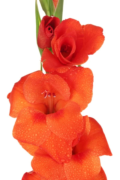 Gren av orange gladiolus på vit bakgrund närbild — Stockfoto