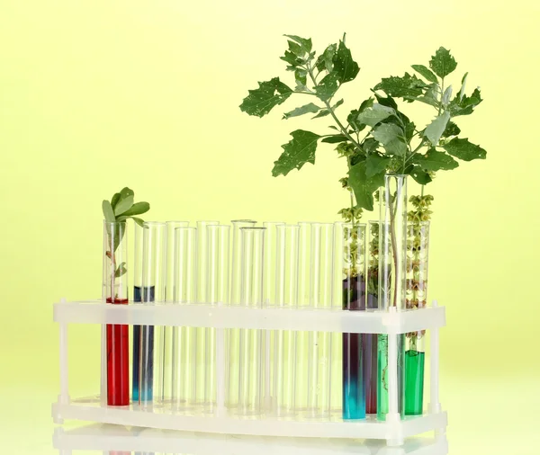 Test-tubes with a colorful solution and the plant on green background close — Stock Photo, Image