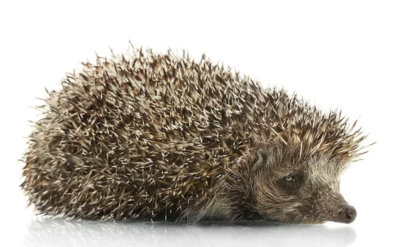 Hedgehog, isolated on white — Stock Photo, Image