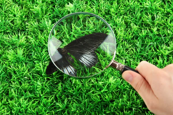 蝶と虫眼鏡で手に緑の草 — ストック写真