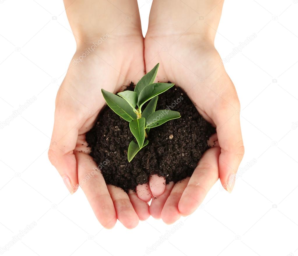 woman's hands holding a plant growing out of the ground, on white backgroun
