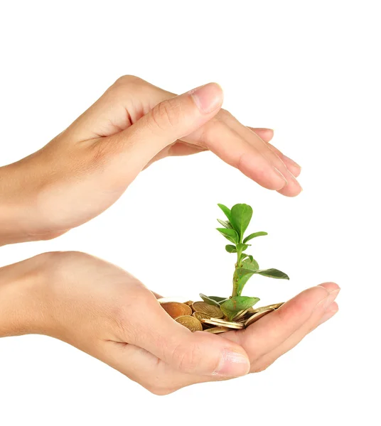 Woman's hands are holding a money tree on white background close-up — Stock Photo, Image