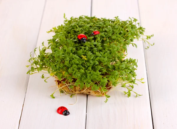 Fresh garden cress with ladybugs close-up on wooden table — Stock Photo, Image