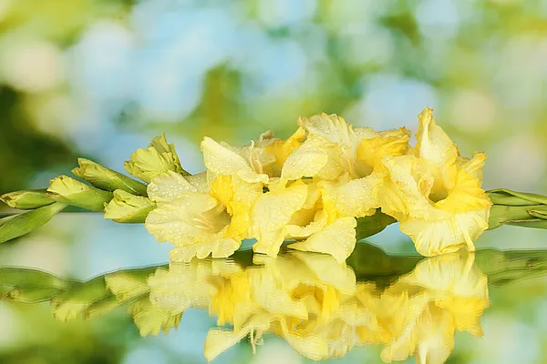 Ramo di gladiolo giallo su sfondo verde primo piano — Foto Stock