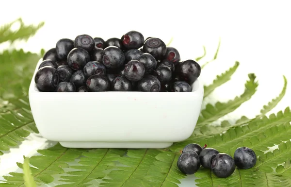 Ripe blueberries in white bowl on fern close-up — Stock Photo, Image