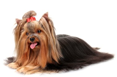 güzel yorkshire terrier üzerinde beyaz izole