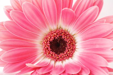 güzel pembe gerbera yakın çekim