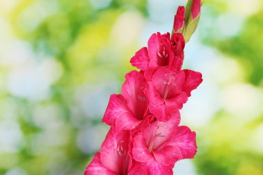 yeşil zemin üzerine güzel pembe Glayöl